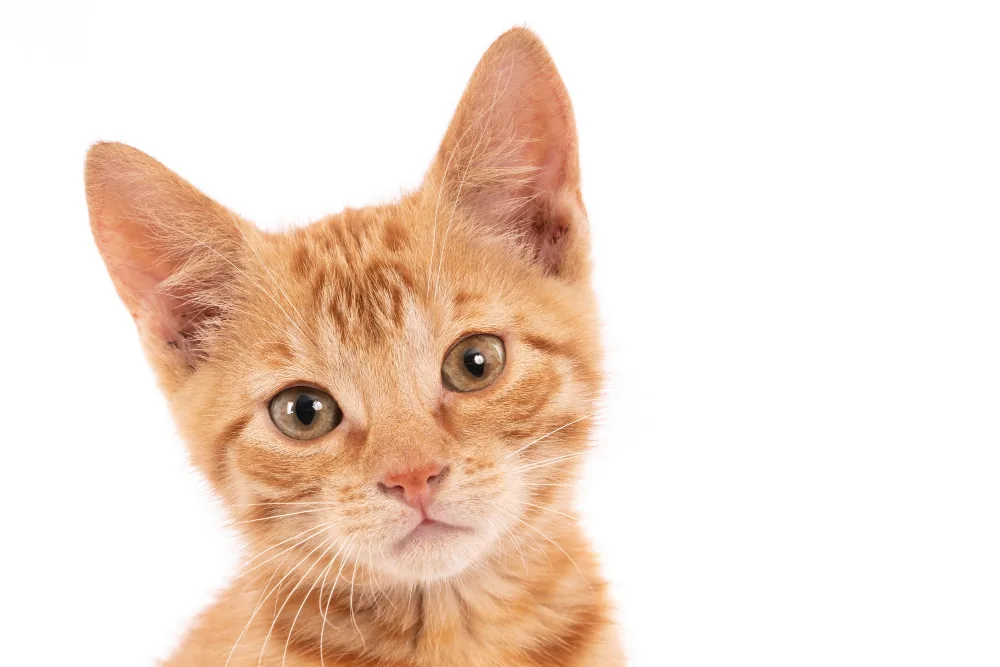 Ethical perfume production: the fight against animal testing