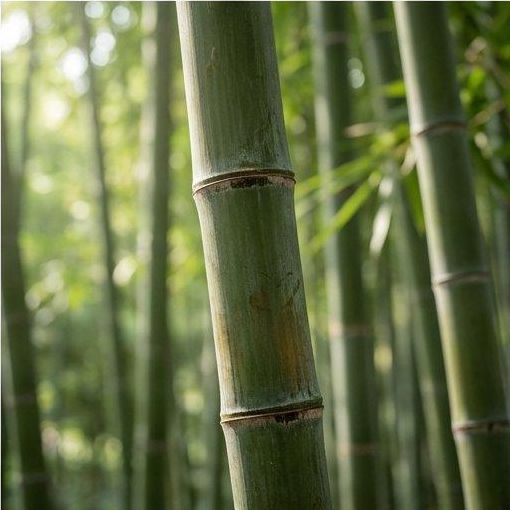 Note photo Bamboo