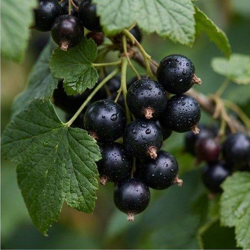 Note image Blackcurrant pie