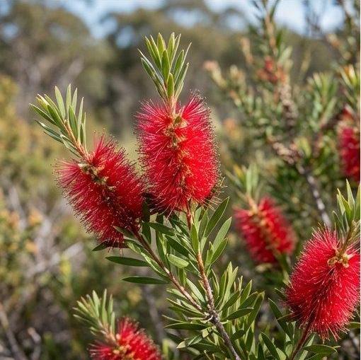 Note photo Callistemon