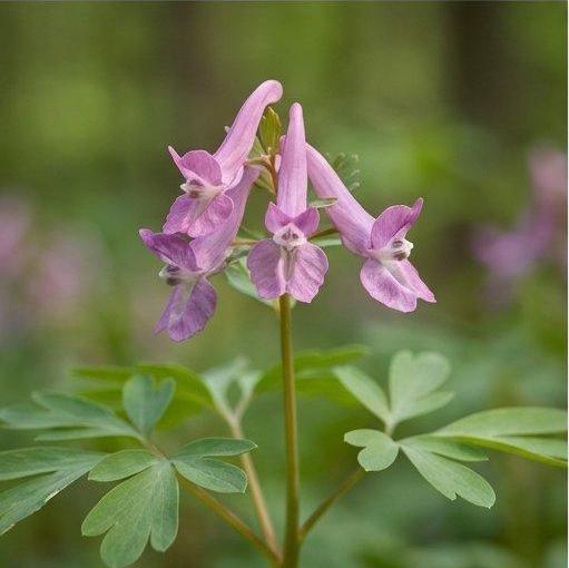 Note image Corydalis