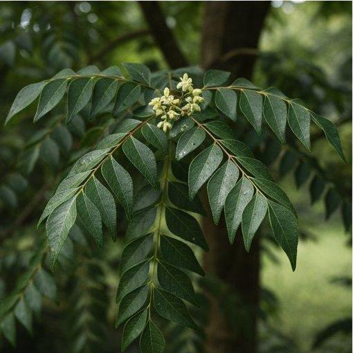 Note photo Curry Tree