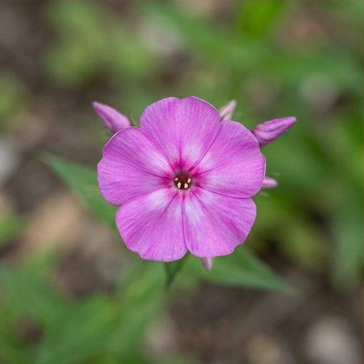 Note photo Phlox