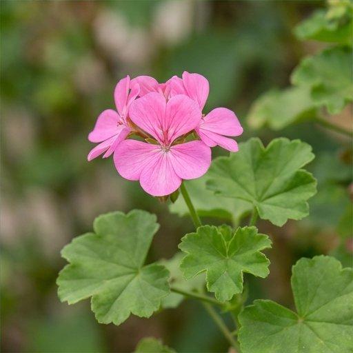 Geranium