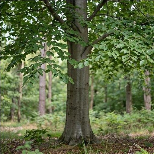 Note image Hornbeam