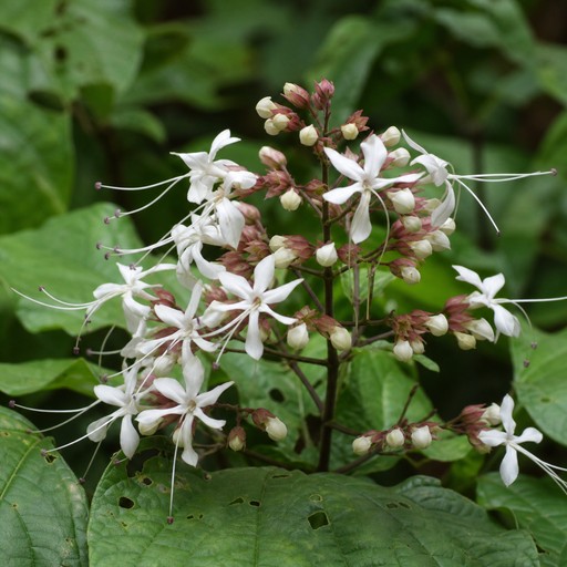 Note photo Clerodendrum japonicum