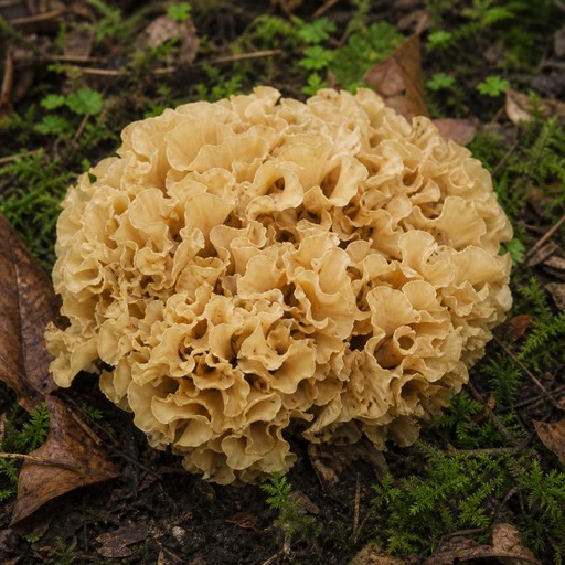 Imagen de la nota Crumble