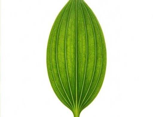 Foto der Note Lilienblatt