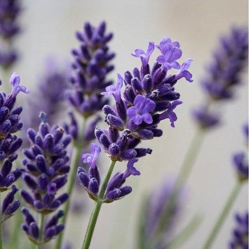 Note photo Linalool