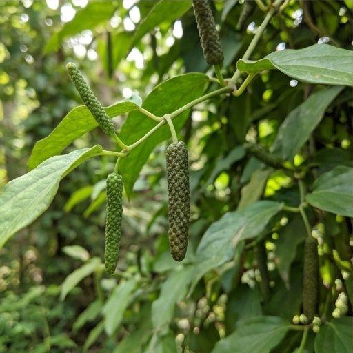 Note image Long pepper