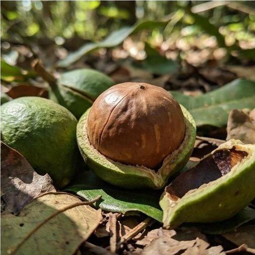 Note photo Macadamia