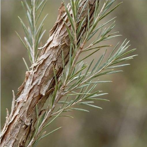 Note photo Tea Tree