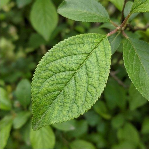 Note image Plum Leaf