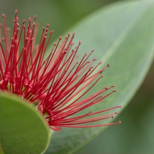 Note photo Pohutukawa