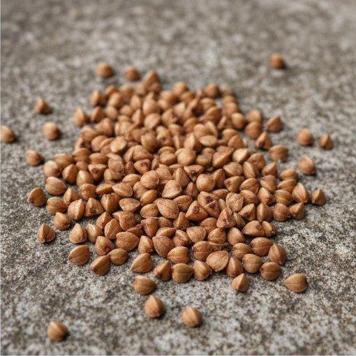 Note photo Buckwheat tea