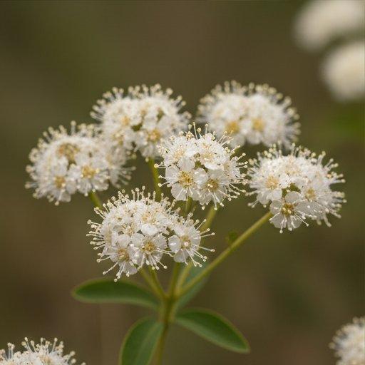 Note image Spirea