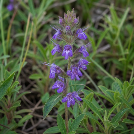 Note image licorice flower