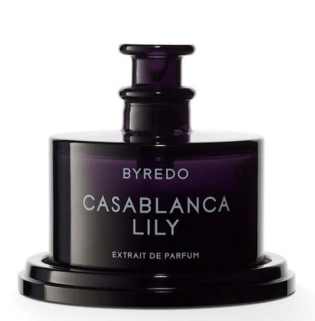 Casablanca Lily