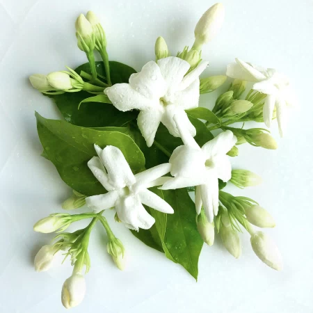 香水瓶照片  Crazy Jasmine