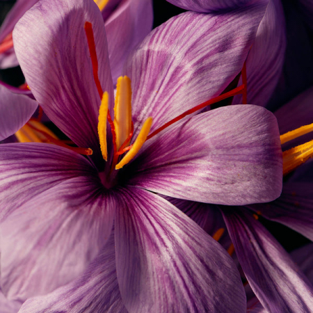 Bottle photo Eric Buterbaugh Florals Oud Saffron Flower
