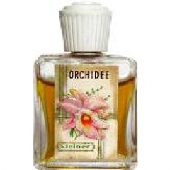 Gebrüder Kleiner Orchidee