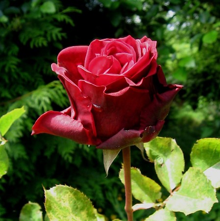 Olympic Orchids Artisan Perfumes Ballets Rouges