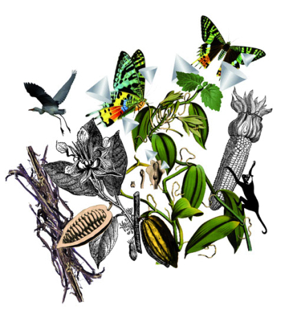 Richard Luscher Britos 14°S 48°E - Madacascar - Ylang Ylang