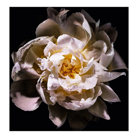 香水瓶照片  Yves Saint Laurent